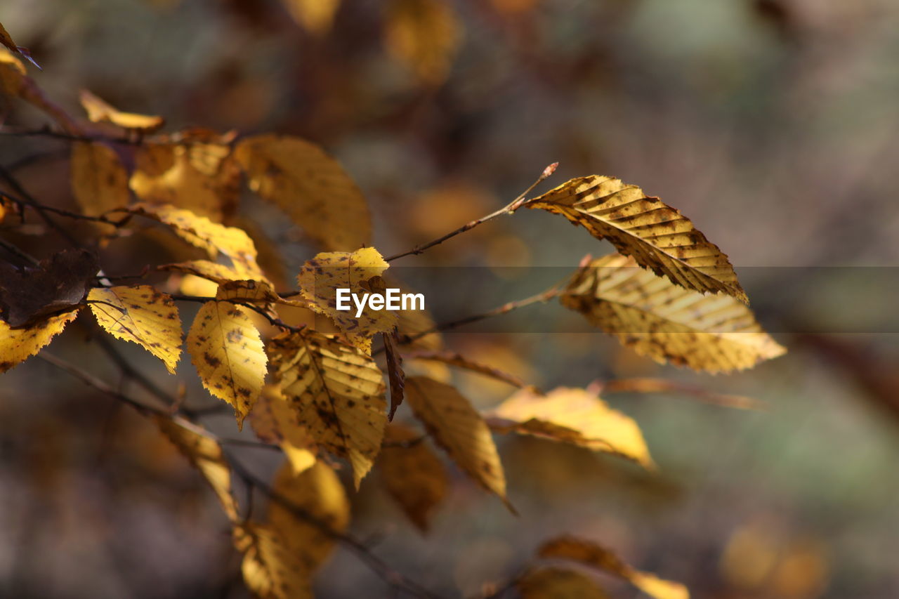 Close-up of autumn leaves on branch