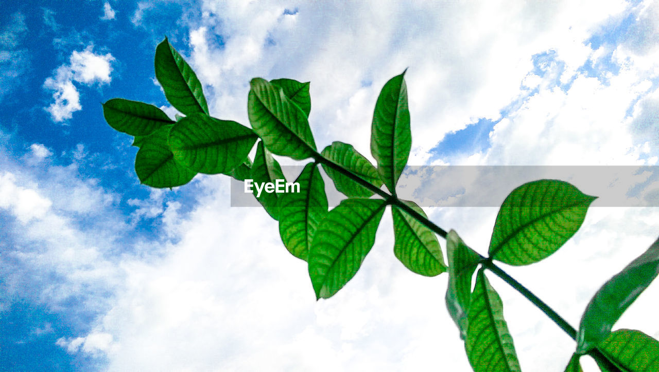 Low angle view of plant against sky