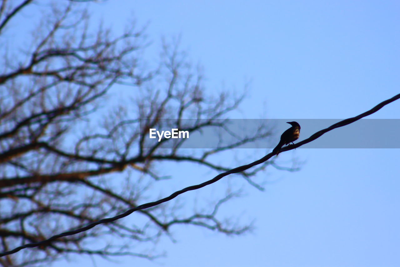 tree, animal themes, animal, animal wildlife, bird, wildlife, branch, bare tree, perching, one animal, sky, nature, plant, low angle view, no people, blue, clear sky, outdoors, day, beauty in nature