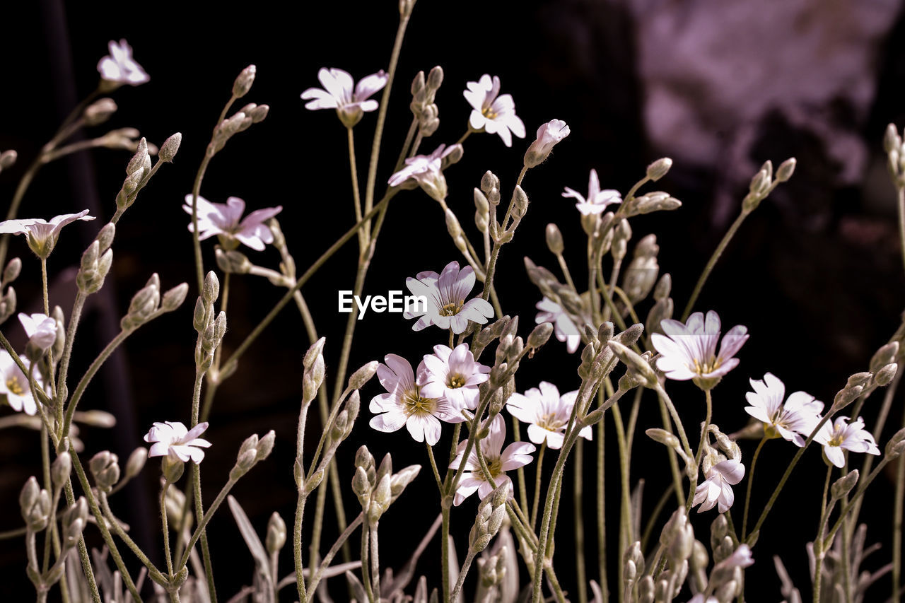 Close-up of flowering plants on field