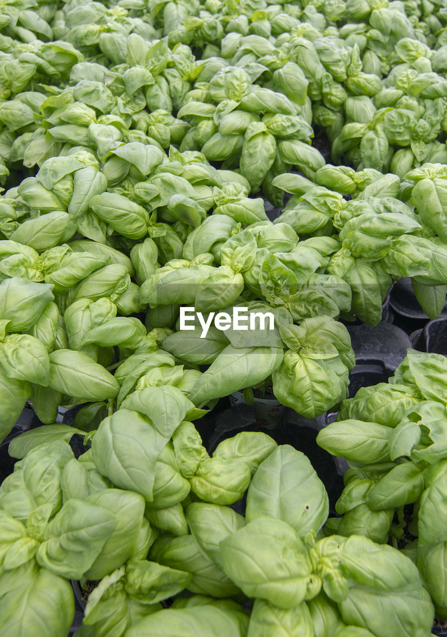 FULL FRAME SHOT OF VEGETABLES