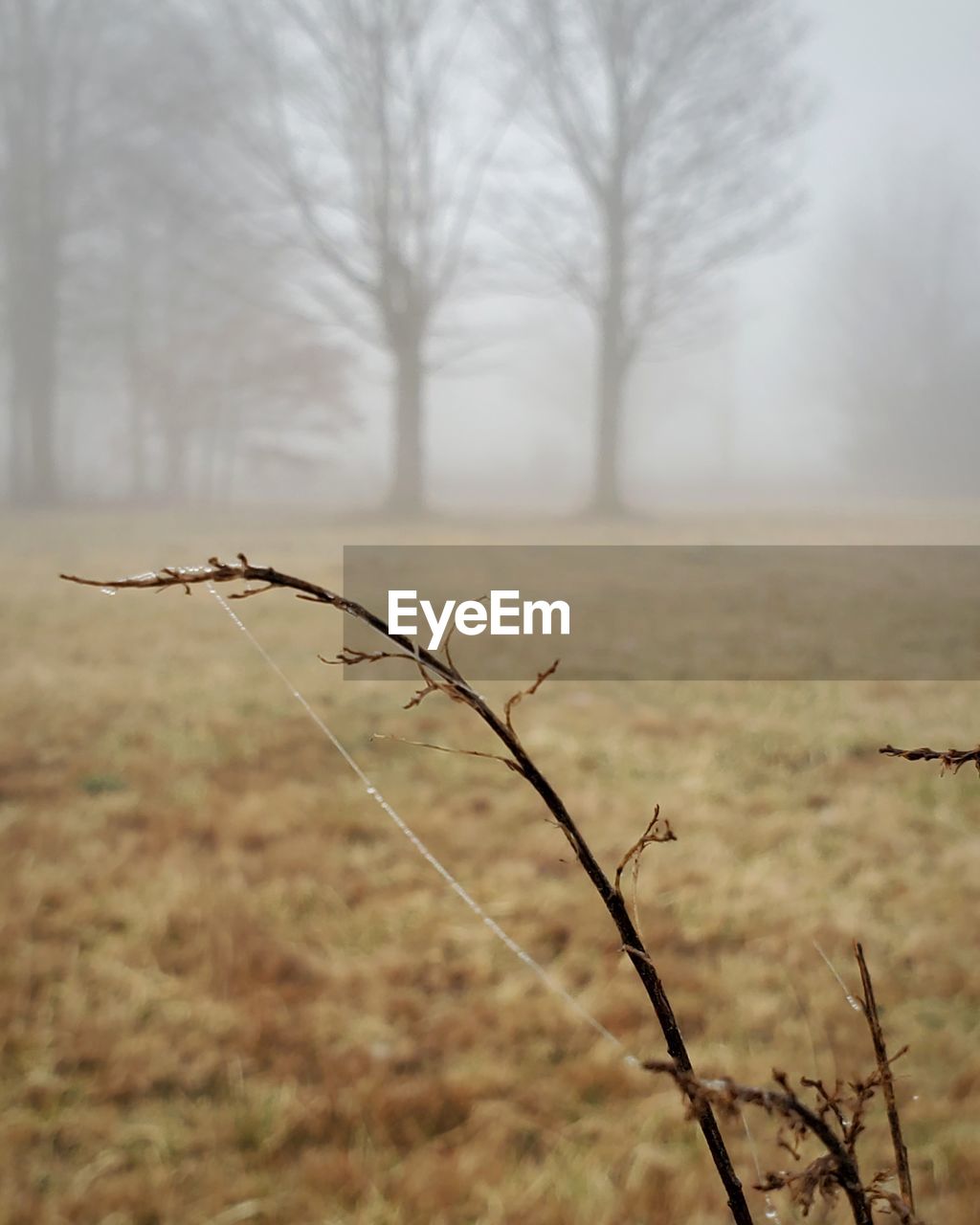 Close-up of dry plant with spider web on foggy  field