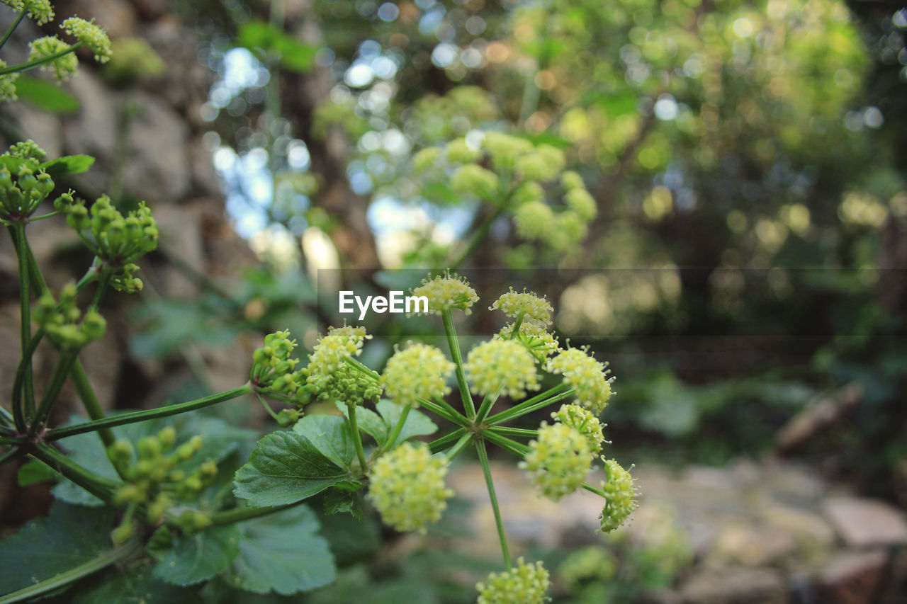 Close-up of white flowering plant