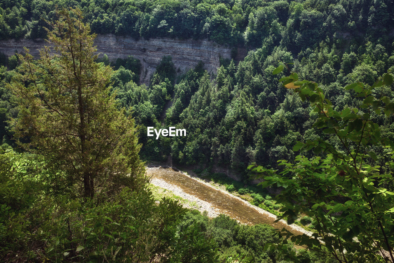 Scenic view of forest