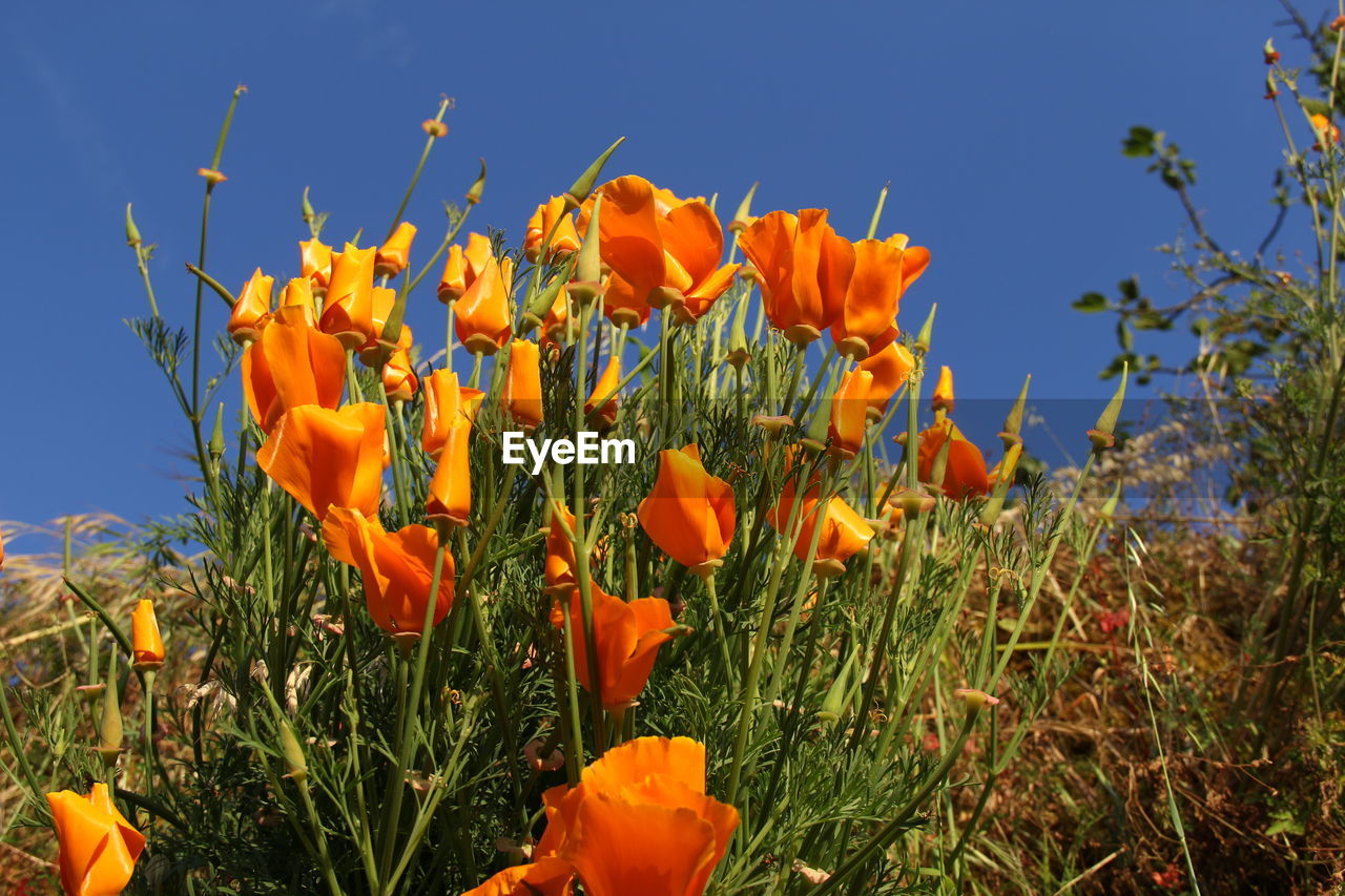 CLOSE-UP OF ORANGE FLOWERING PLANTS GROWING ON FIELD