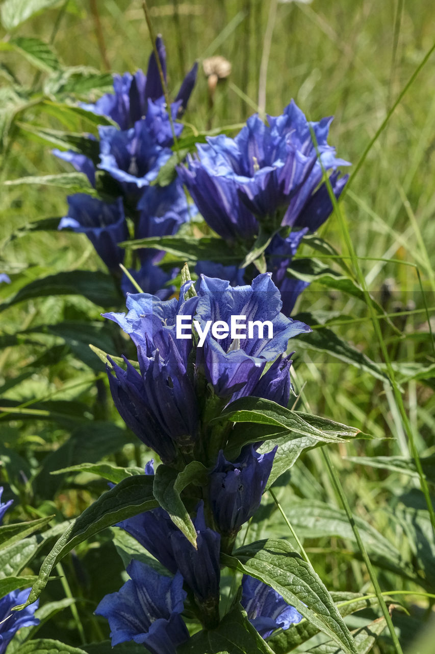 plant, flower, flowering plant, purple, growth, freshness, beauty in nature, fragility, close-up, nature, focus on foreground, petal, no people, herb, inflorescence, blue, day, green, plant part, flower head, leaf, botany, wildflower, field, land, meadow, blossom, outdoors