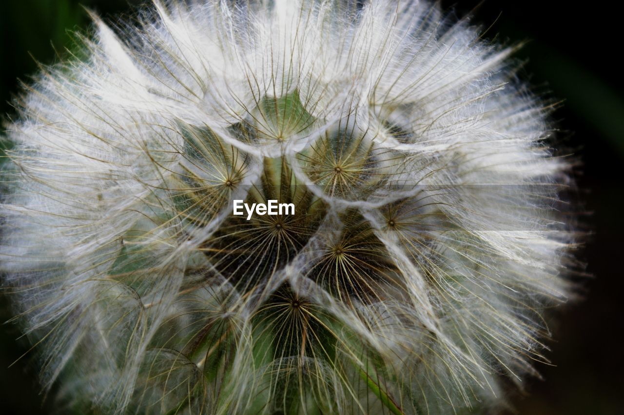 Close-up of dandelion flower