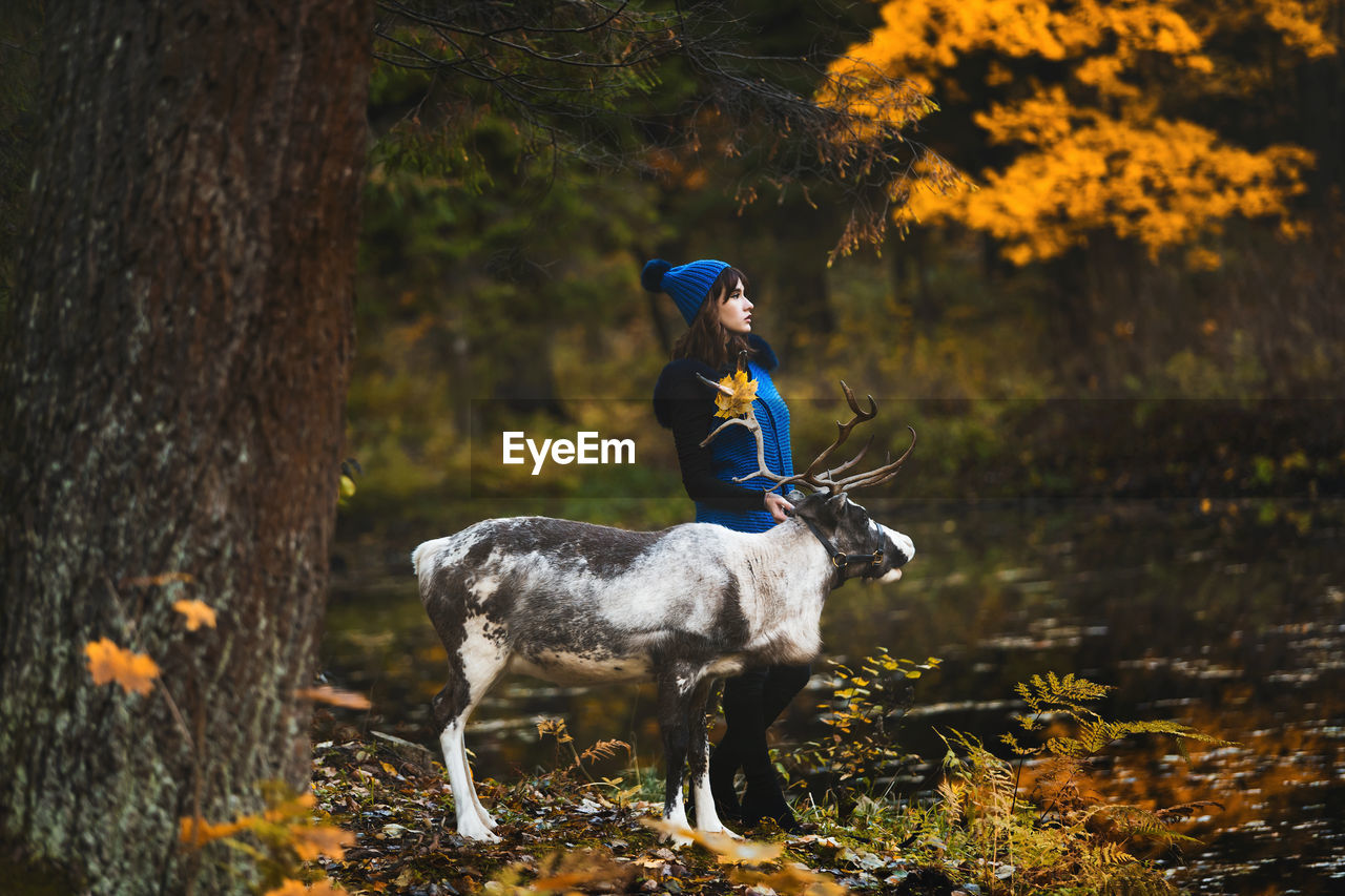 VIEW OF HORSE IN FOREST