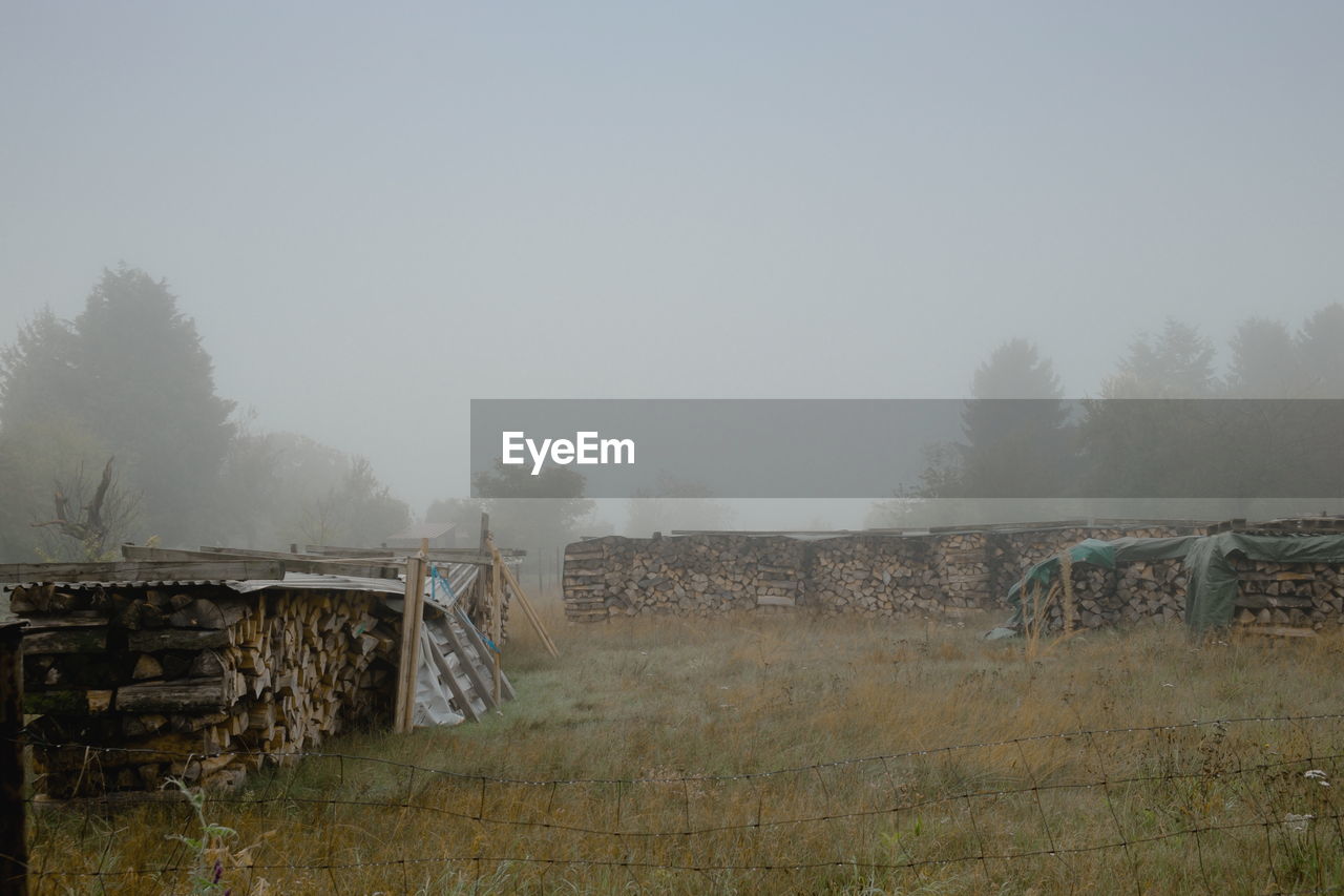 TREES ON FIELD IN FOGGY WEATHER