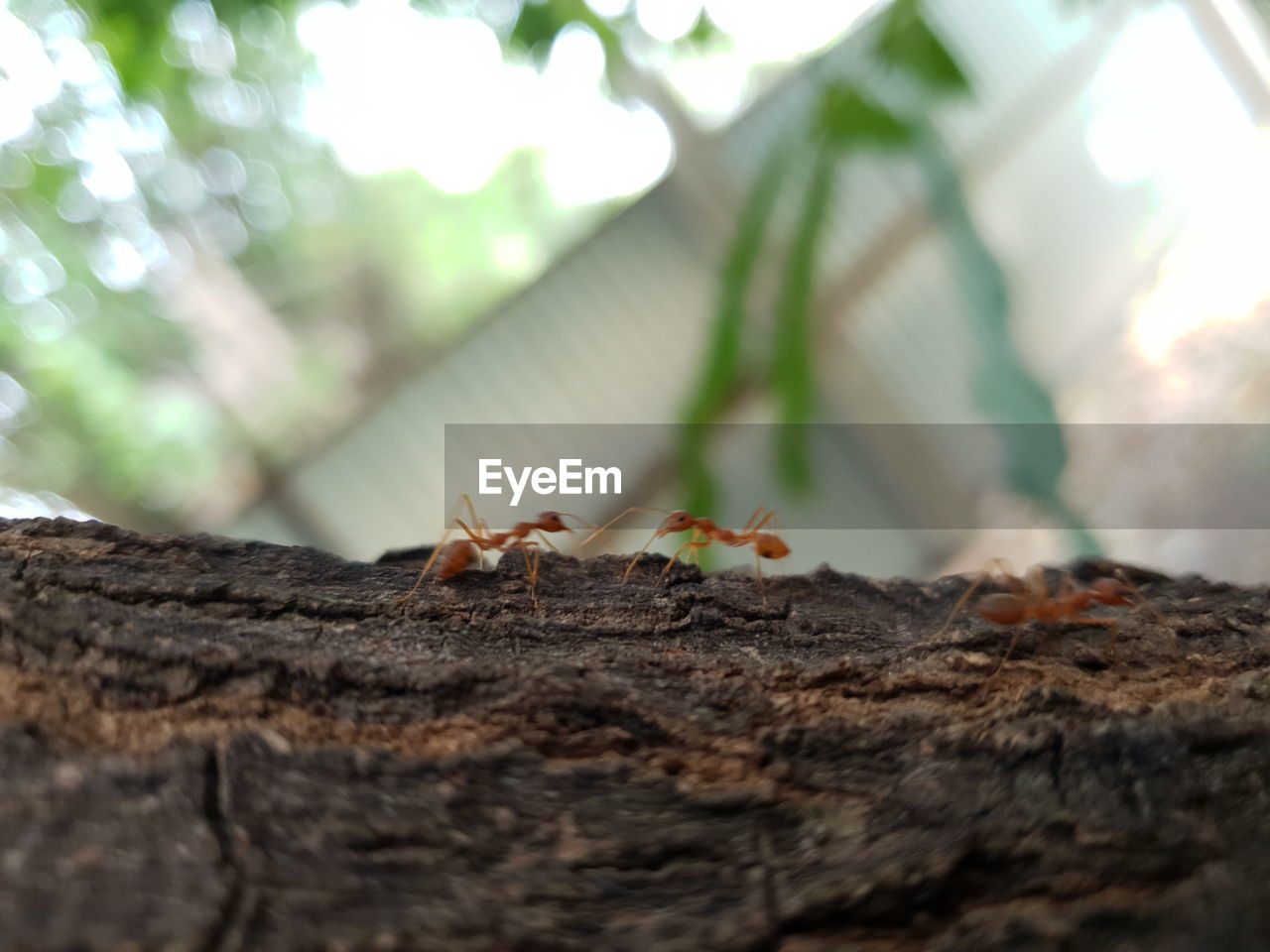 Close-up of ant on tree trunk