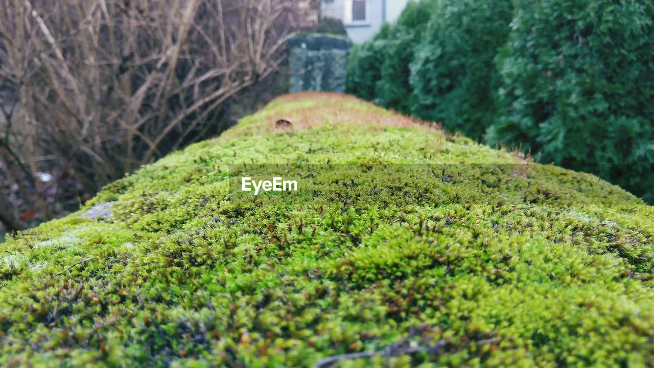 CLOSE-UP OF GRASS AND TREE