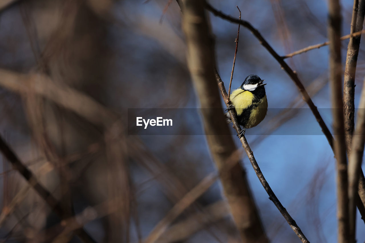 animal, animal wildlife, animal themes, nature, bird, wildlife, one animal, tree, branch, perching, spring, no people, plant, close-up, outdoors, yellow, focus on foreground, flower, winter, day, macro photography, leaf