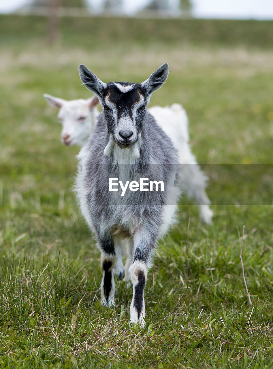 Kid goat walking on grassy field