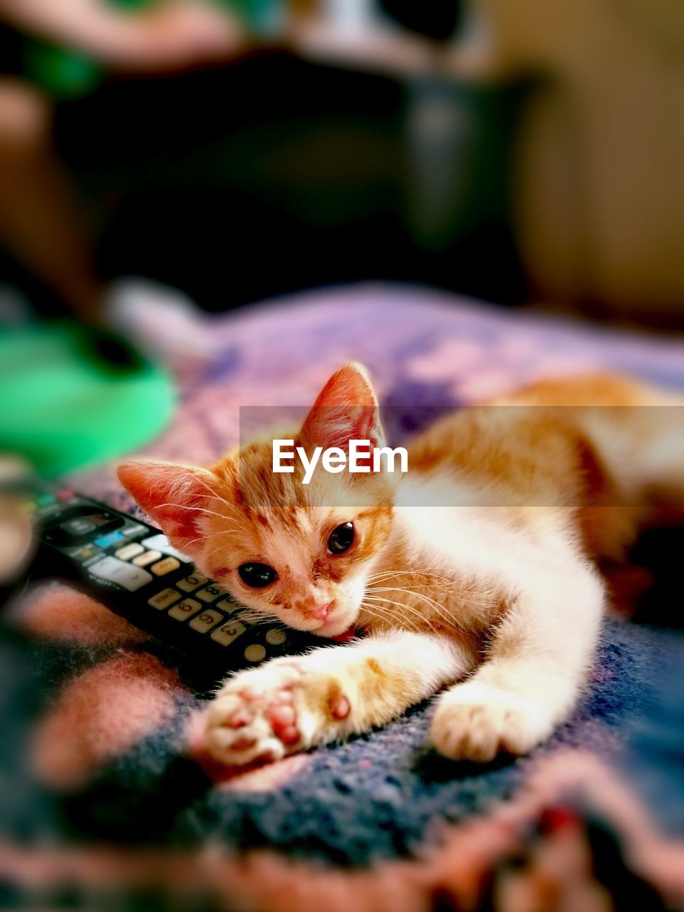 CLOSE-UP PORTRAIT OF KITTEN ON CARPET