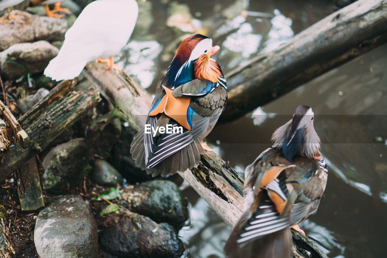 VIEW OF BIRDS PERCHING ON WOOD