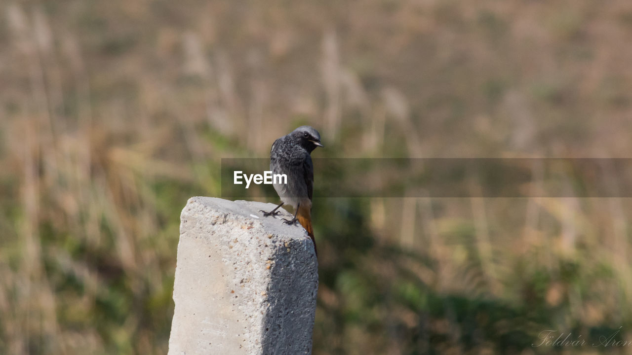 Close-up of bird perching on wooden post