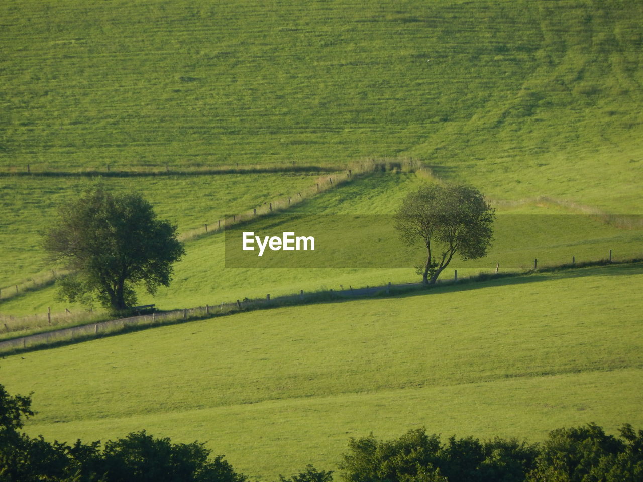 Trees on field