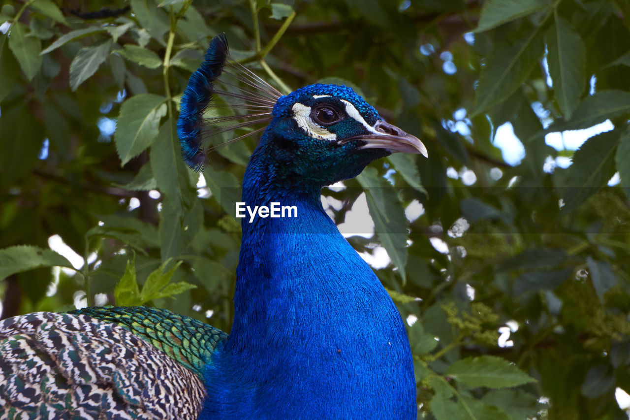 CLOSE-UP OF PEACOCK AND BLUE MACAW