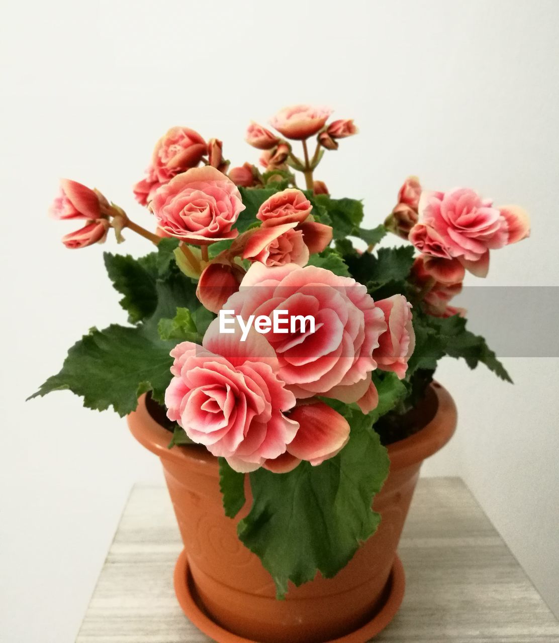 CLOSE-UP OF PINK ROSES BOUQUET