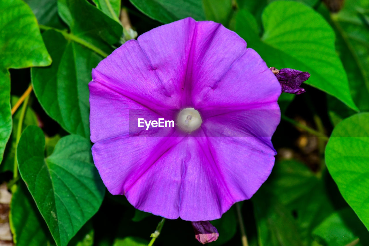 CLOSE-UP OF PINK AND PURPLE FLOWERING PLANT