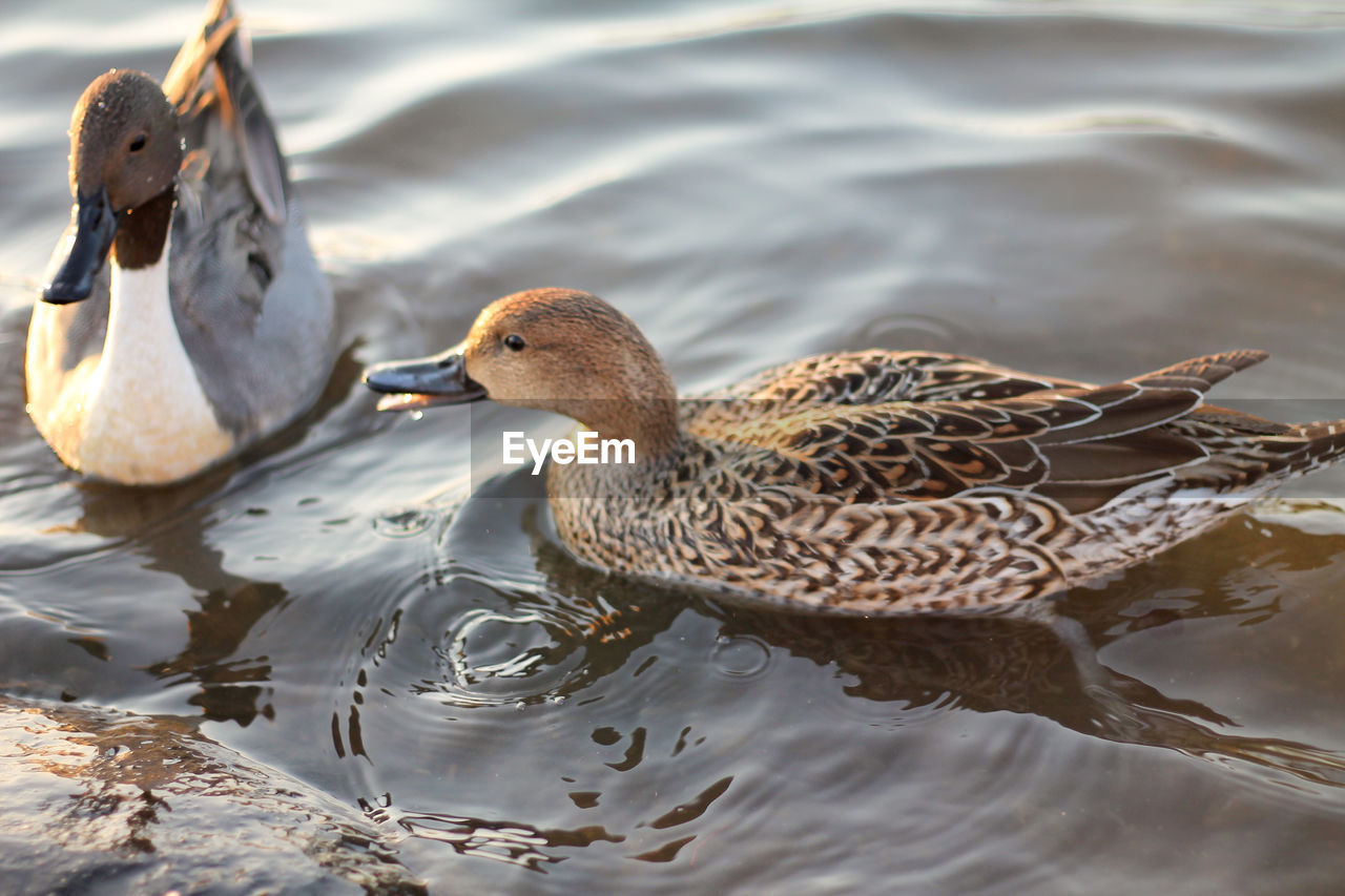 Mallard duck swimming in lake