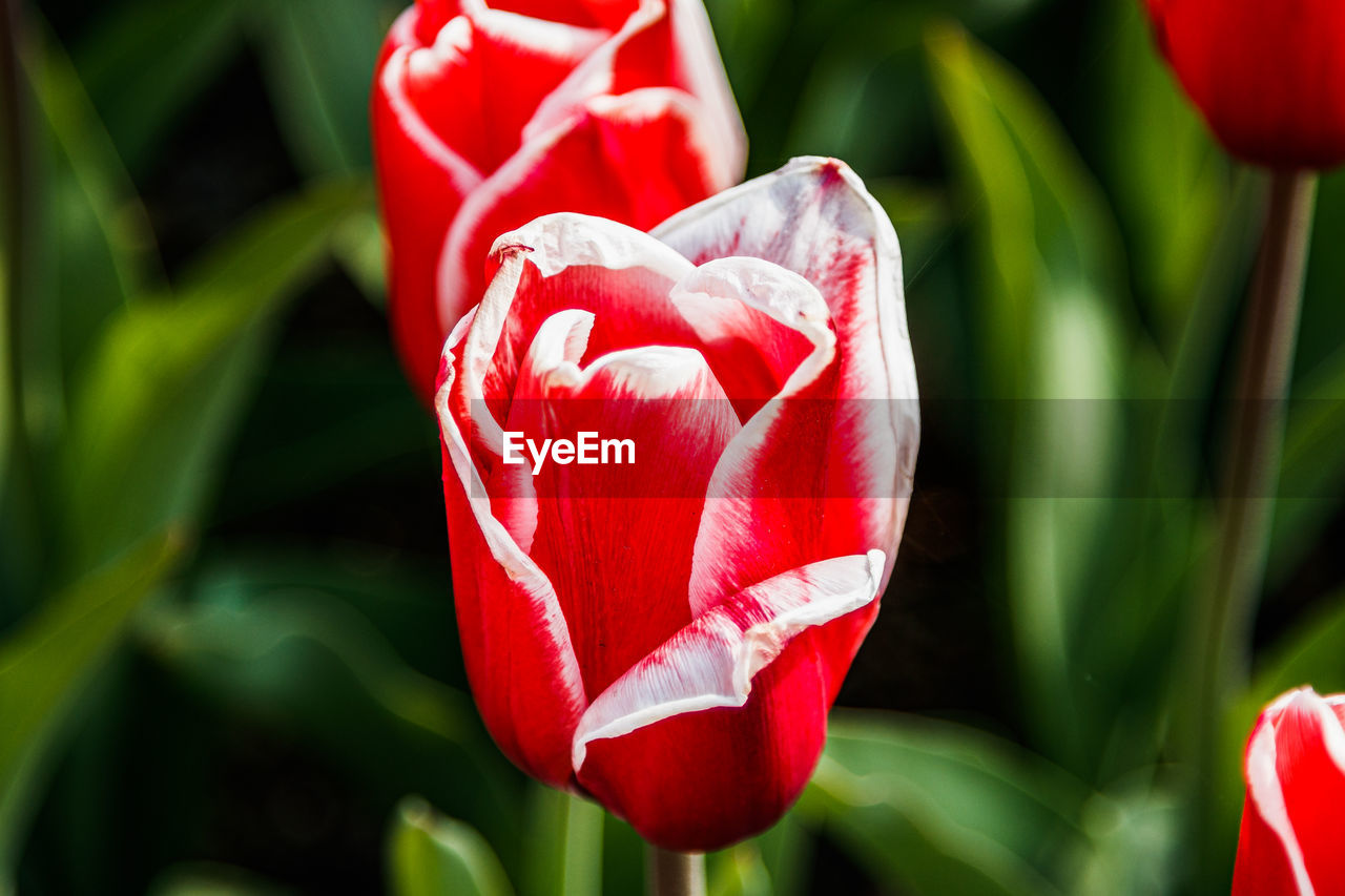 CLOSE-UP OF RED TULIP WITH PLANT