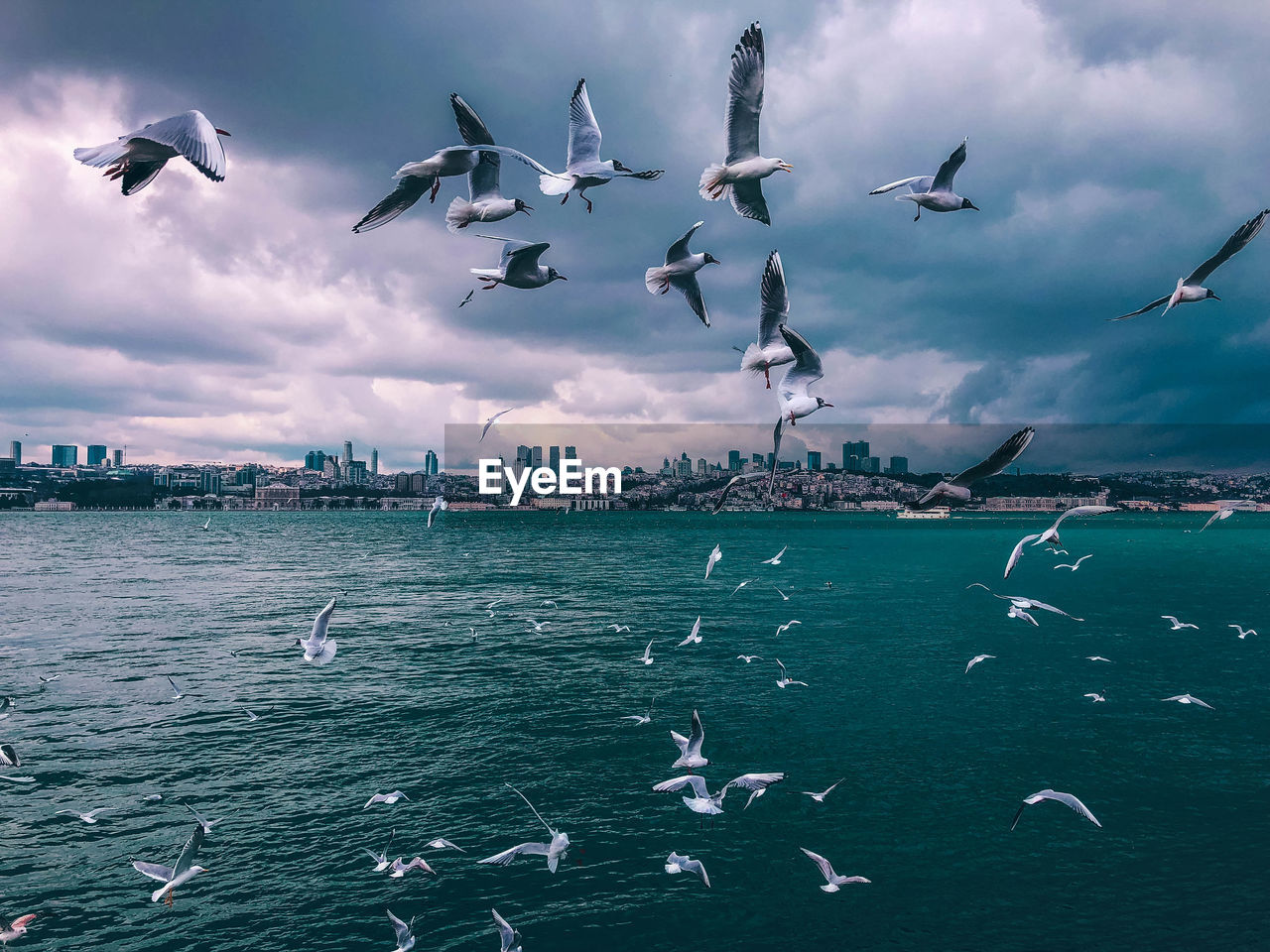 Seagulls in istanbul