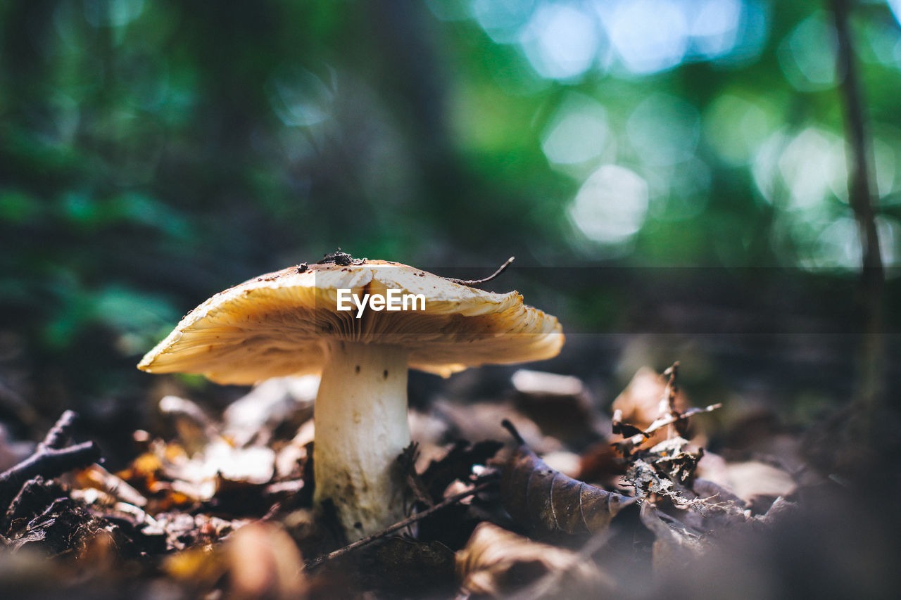 Surface level of mushroom against blurred background
