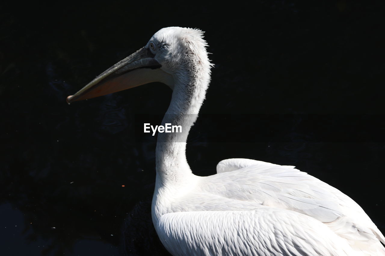 Close-up of bird against lake