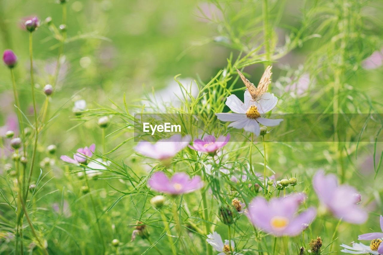 Close-up of pink flowers blooming in field