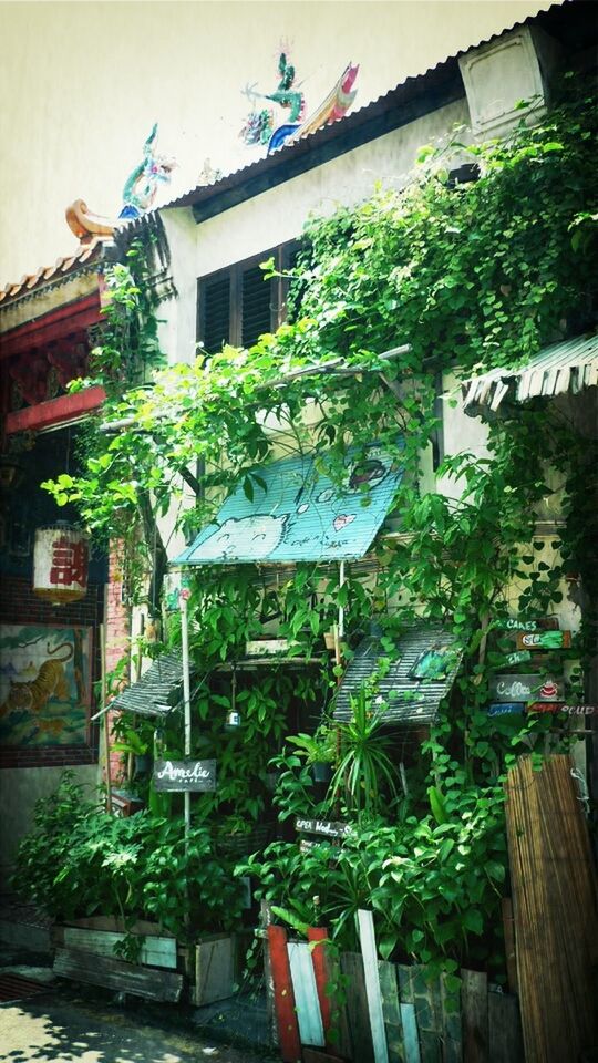 LOW ANGLE VIEW OF POTTED PLANTS IN BACKYARD