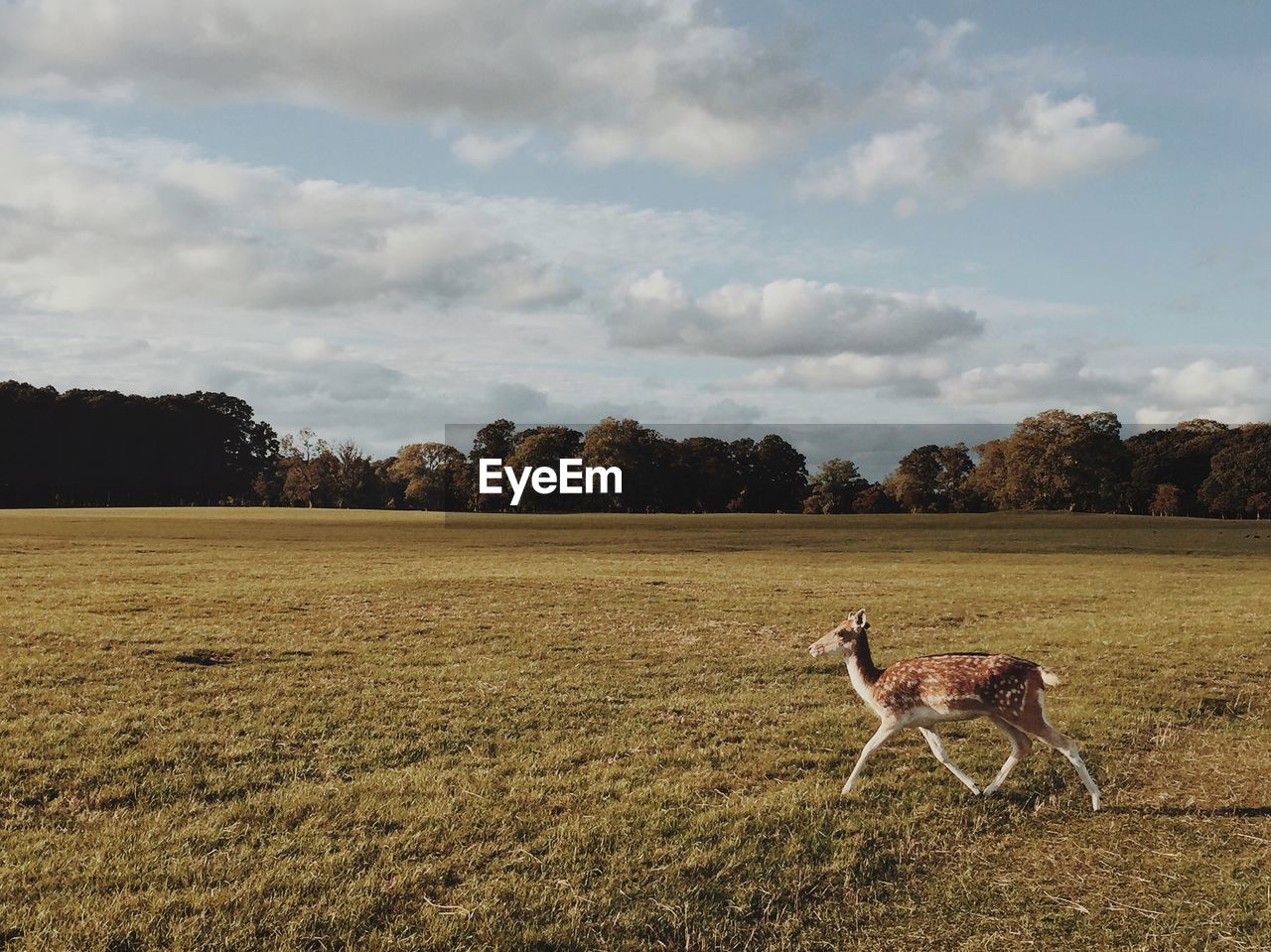 VIEW OF HORSE STANDING ON FIELD