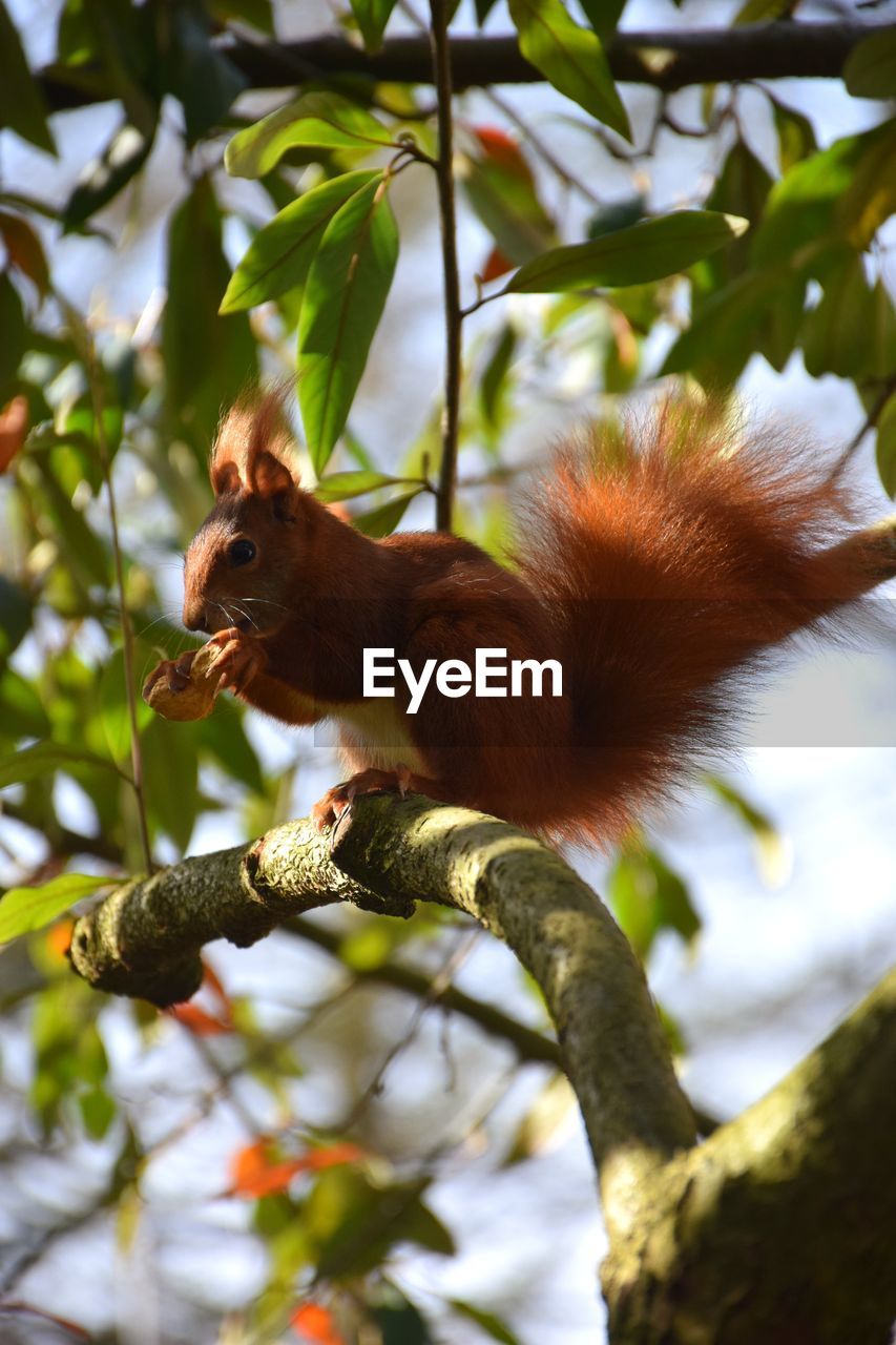 Low angle view of monkey on tree