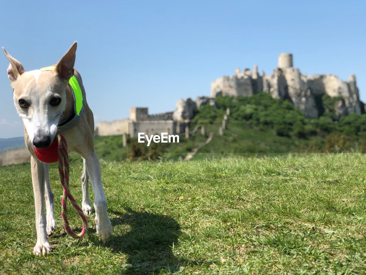 DOG STANDING IN GRASS