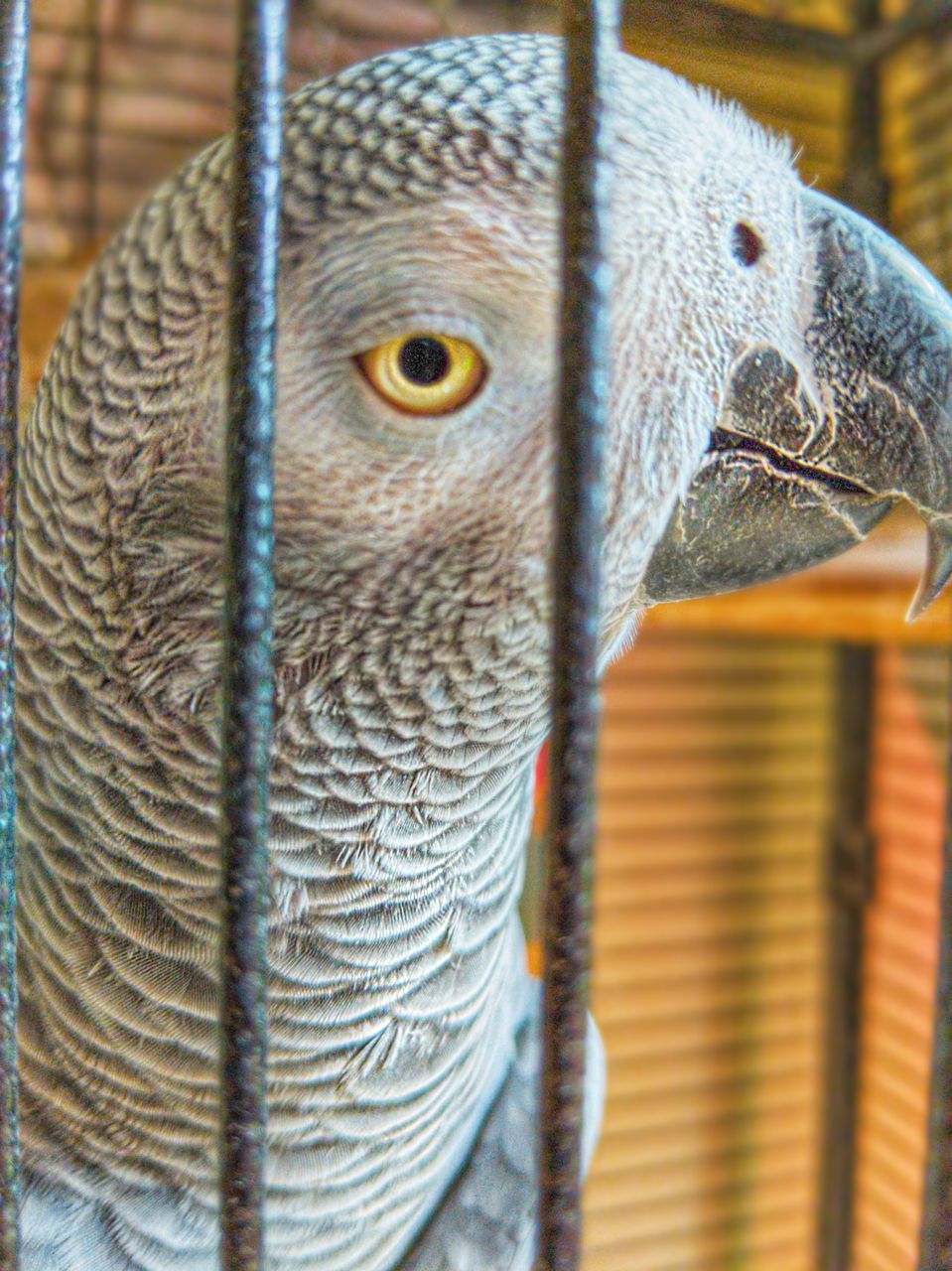 Close-up of parrot in cage