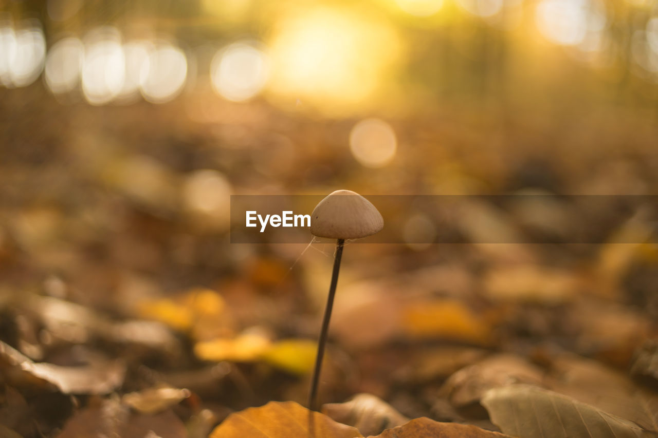 Close-up of mushroom on field