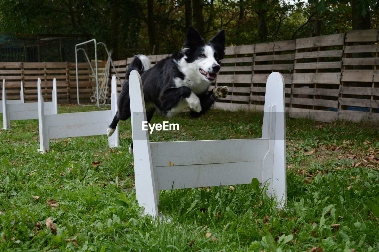 VIEW OF A DOG RUNNING