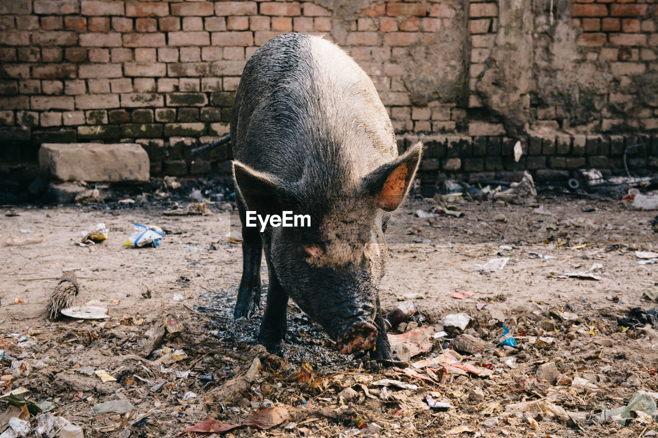 High angle view of pig standing on field