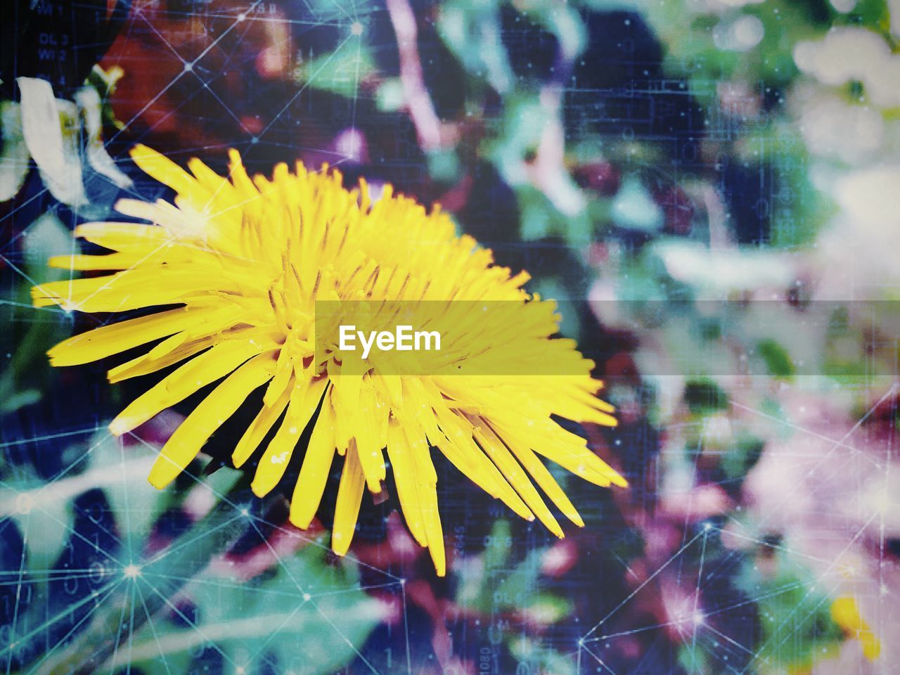 CLOSE-UP OF YELLOW FLOWERS