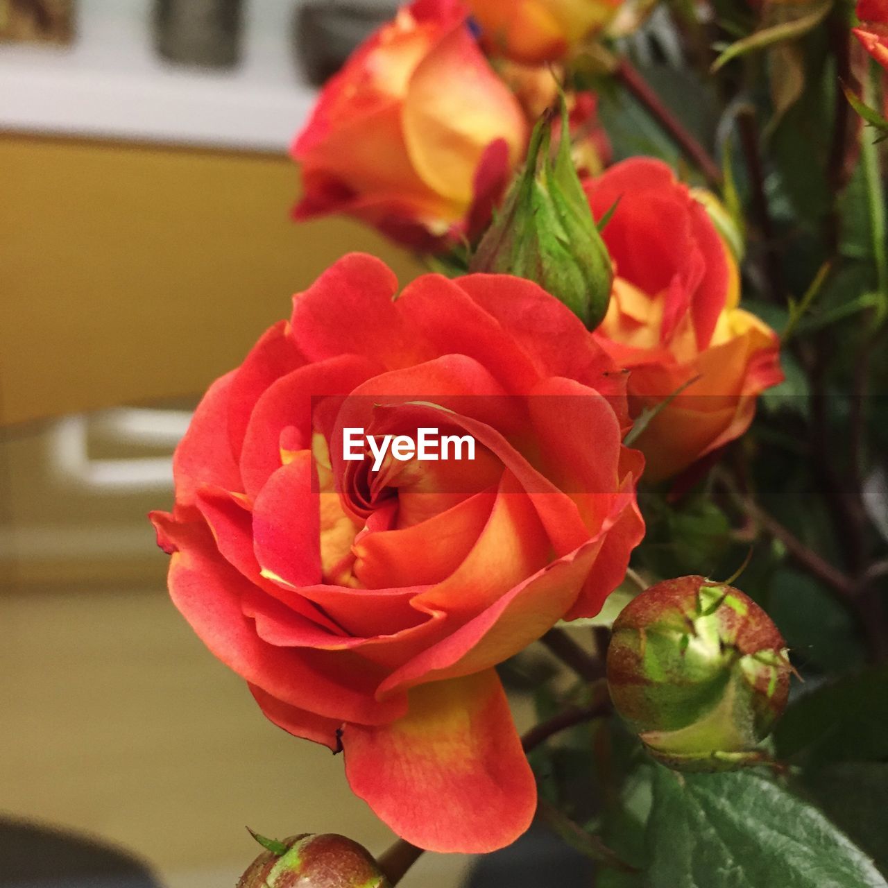 CLOSE-UP OF ROSE BLOOMING