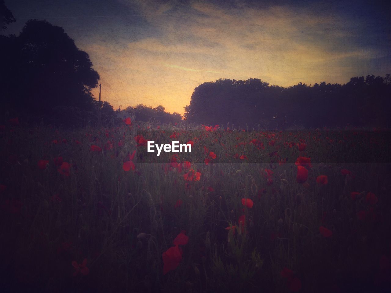 SILHOUETTE OF POPPY FLOWERS AGAINST SKY