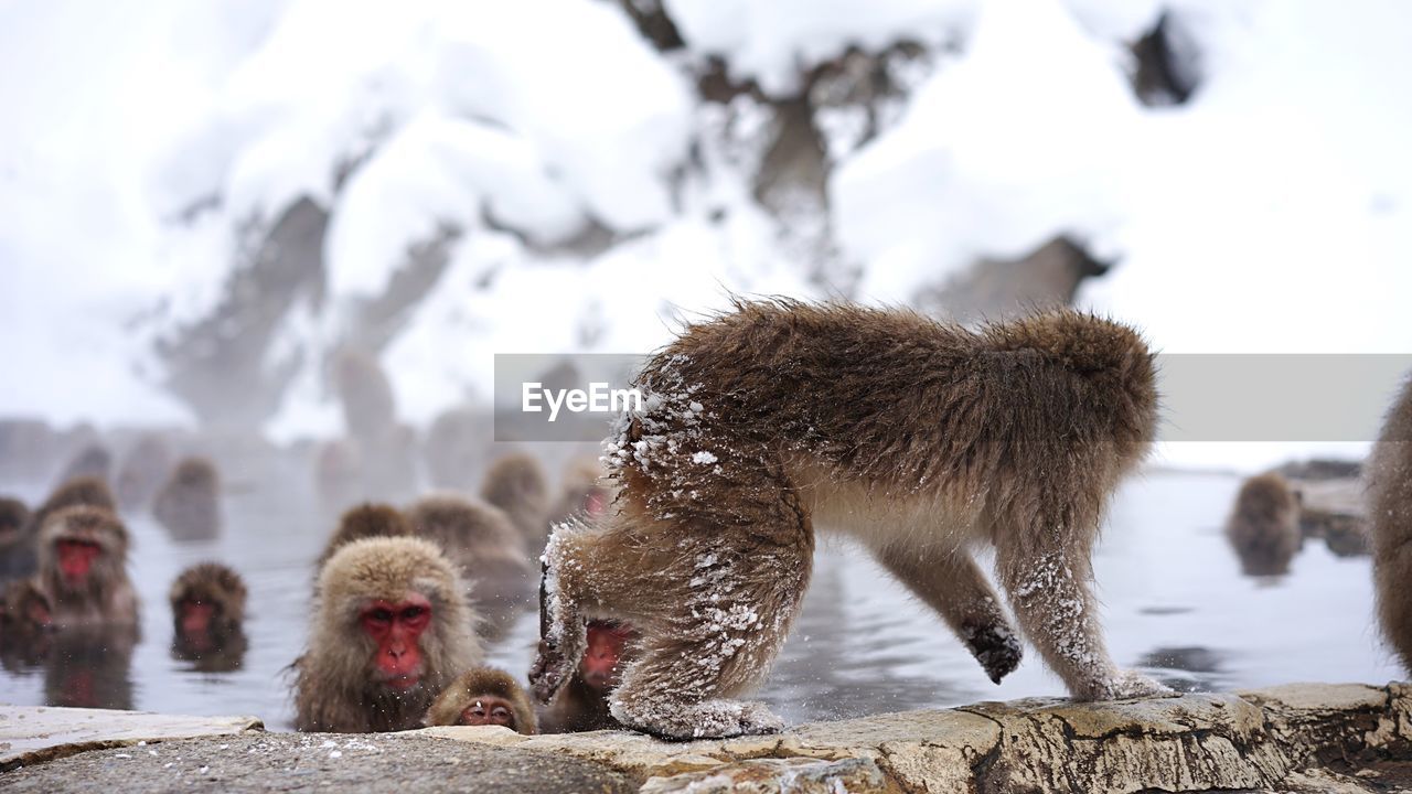 Japanese macaques in hot spring