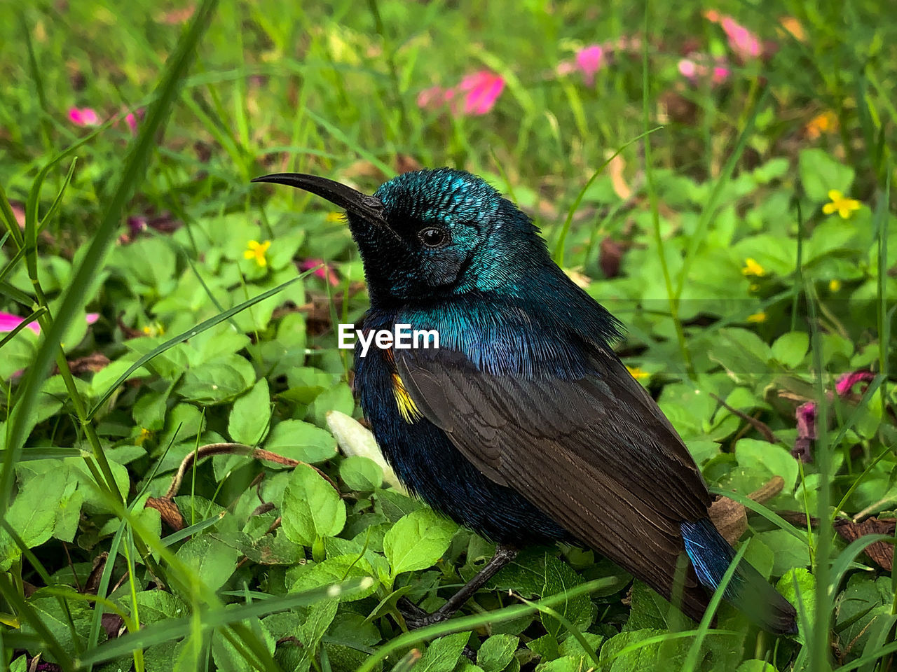 CLOSE-UP OF A PEACOCK