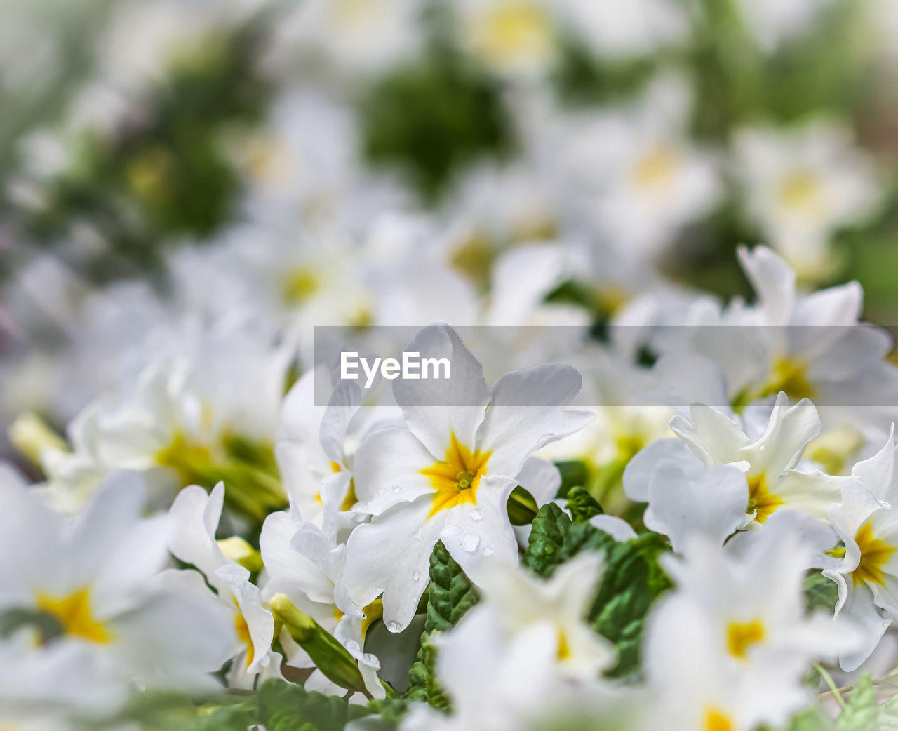 flower, plant, flowering plant, freshness, beauty in nature, white, nature, blossom, selective focus, springtime, close-up, fragility, growth, yellow, no people, flower head, petal, outdoors, macro photography, inflorescence, summer, day, wildflower, backgrounds, botany, meadow, environment, food and drink, flowerbed