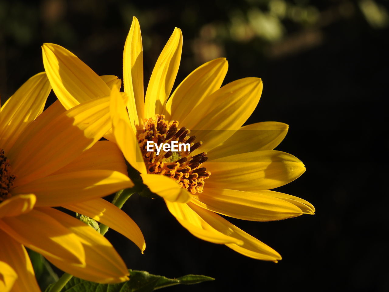 Close-up of yellow flower