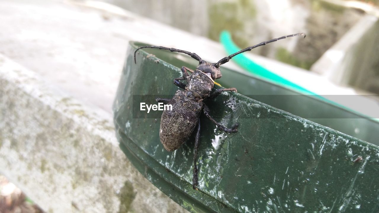 Close-up of insect on container