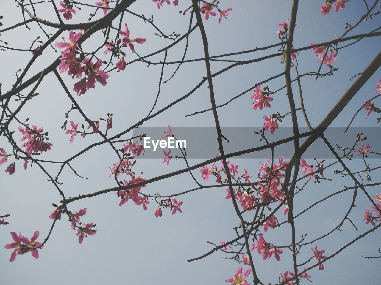 LOW ANGLE VIEW OF TREE AGAINST SKY