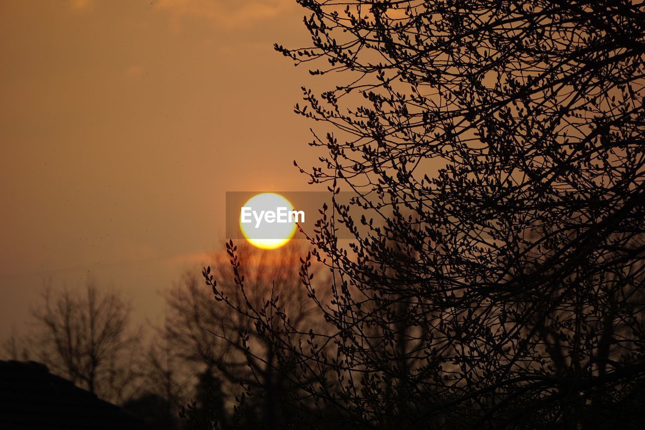 LOW ANGLE VIEW OF TREES AGAINST SKY DURING SUNSET