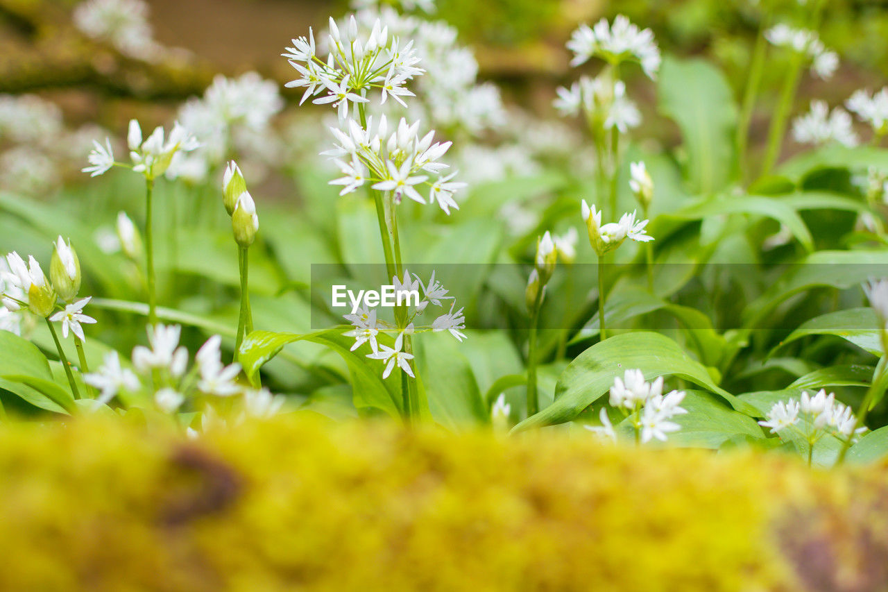 close-up of yellow flowering plant