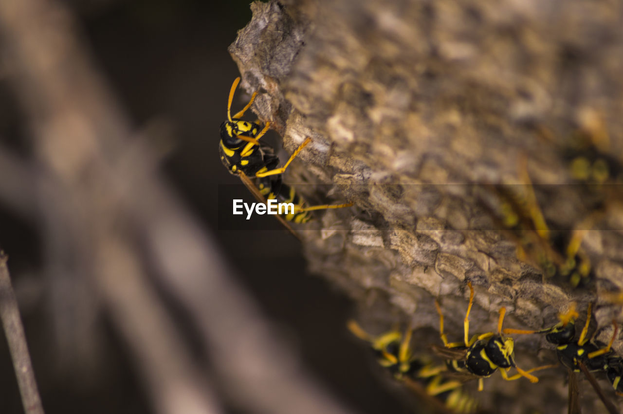 Close-up of bees on rock